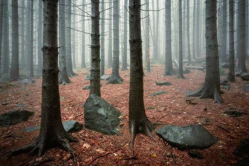 Forest landscape in the fog