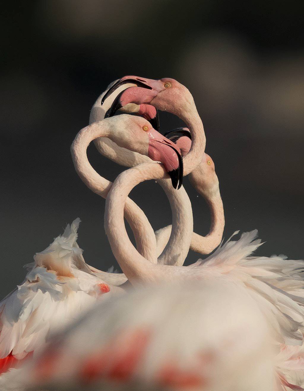 , Dr Ajay Kumar Singh