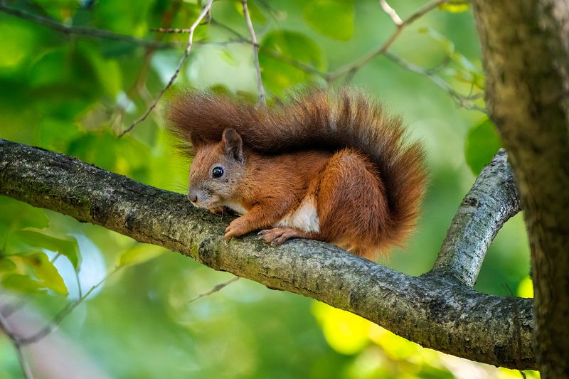Red squirrel, wildlife, nature Red squirrel фото превью