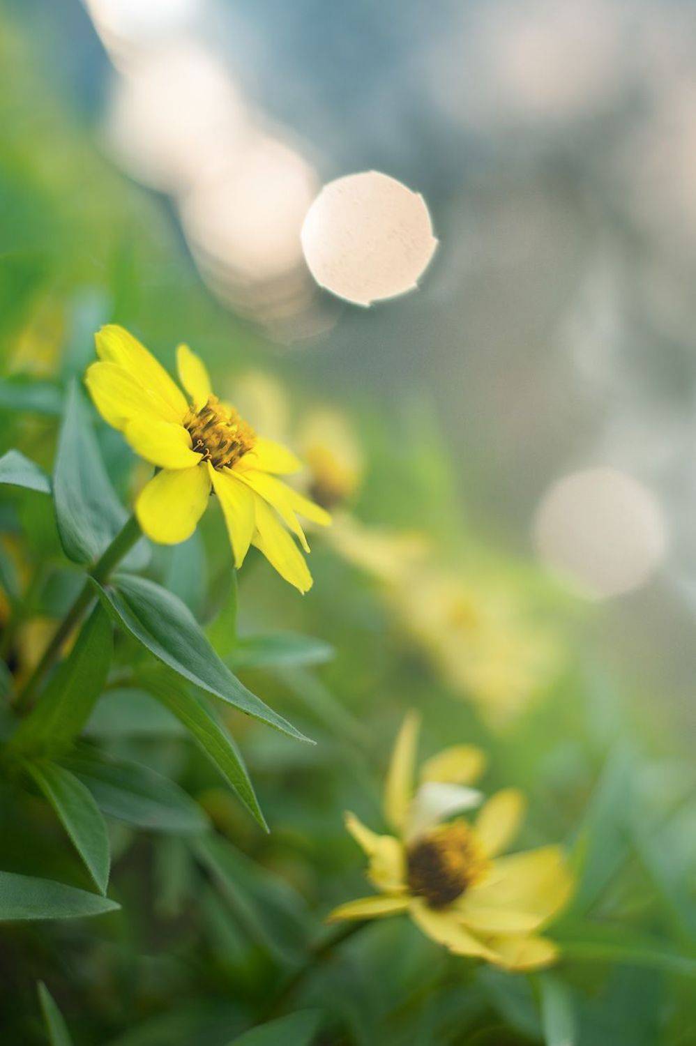 , Владимир Тузлай