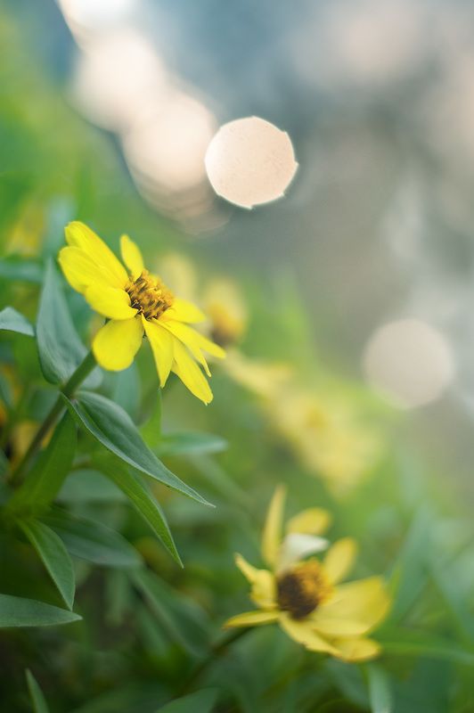 В поисках bokeh фото превью