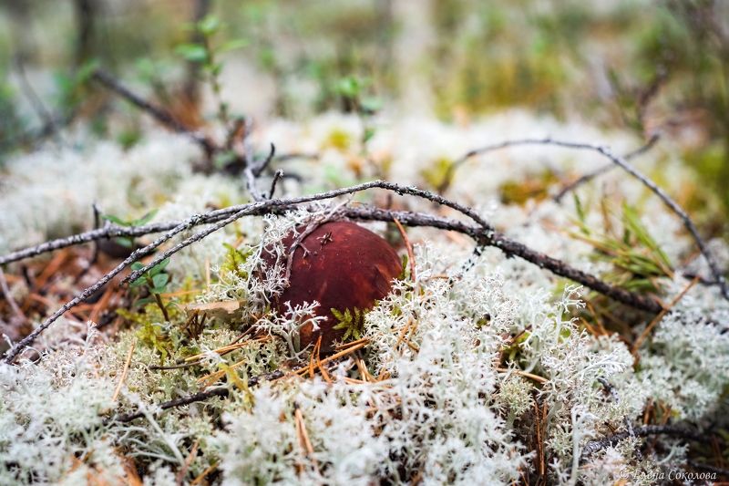 белый гриб, боровик, ягель, осень Боровик фото превью