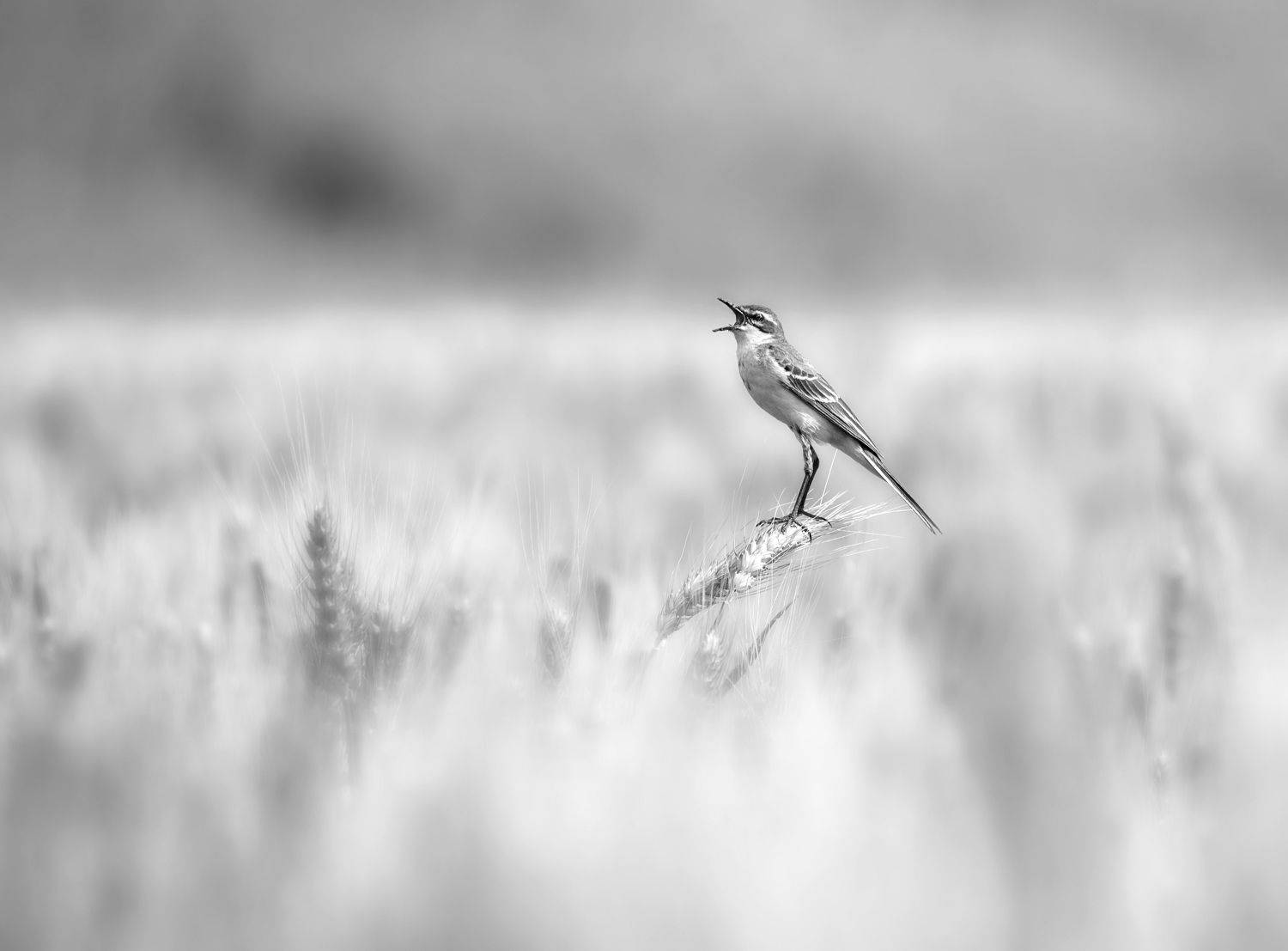 птица трясогузка колос поле, Анатолий Макоедов