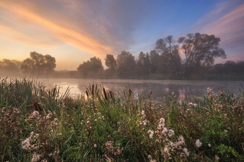 2019, россия, калужская область, пейзаж, утро, река, огубь, берег, небо, облака, рассвет, рогоз, трава, деревья, отражение, туман *** фото превью