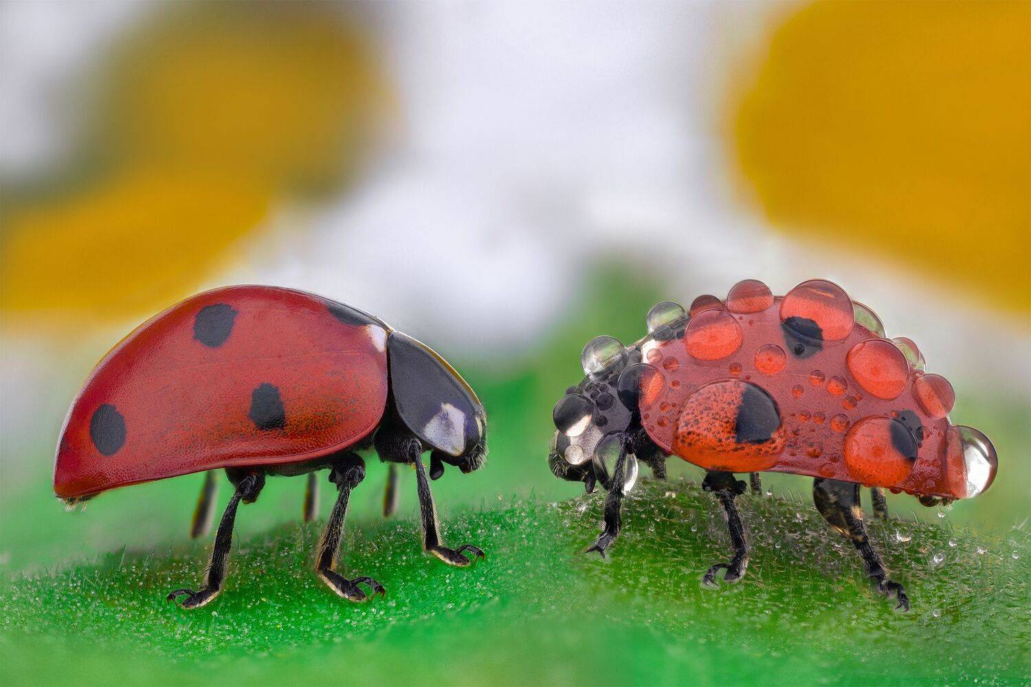 ceclii, macro, Tsvetan Ganev