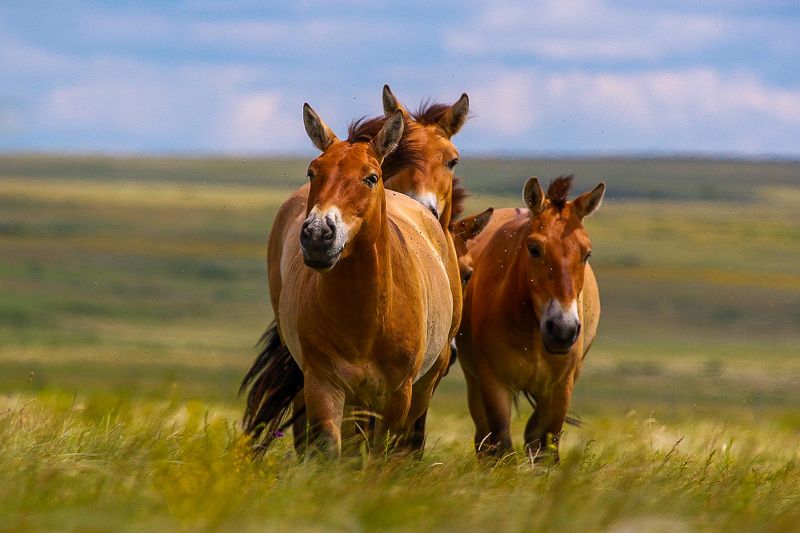 Природа фото превью