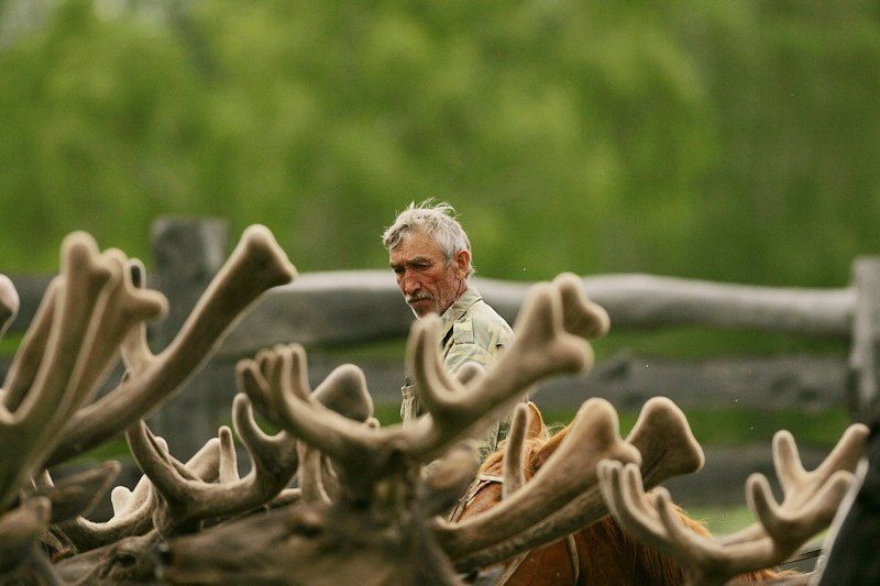 Лекарственные животные. Алтайские маралы. (Осторожно! Есть сцены насилия над животными.) фото превью