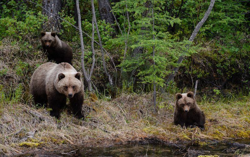 Три медведя. Колыма. фото превью