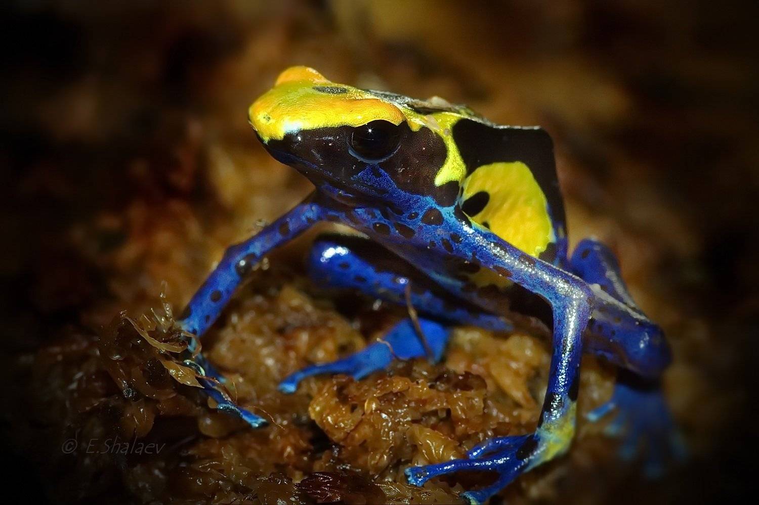 Dendrobates tinctorius, Dyeing dart frog, Frog, Амфибии, Древолаз, Древолаз пятнистый, Лягушка, Евгений