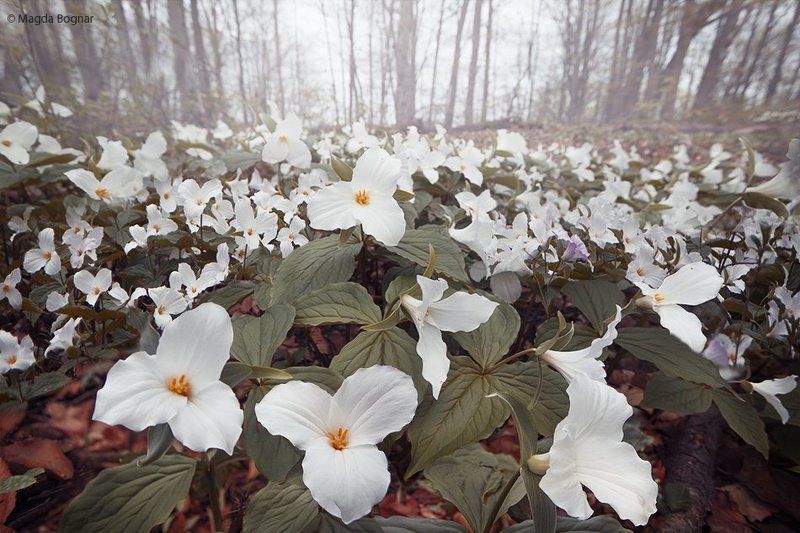 White Forest фото превью