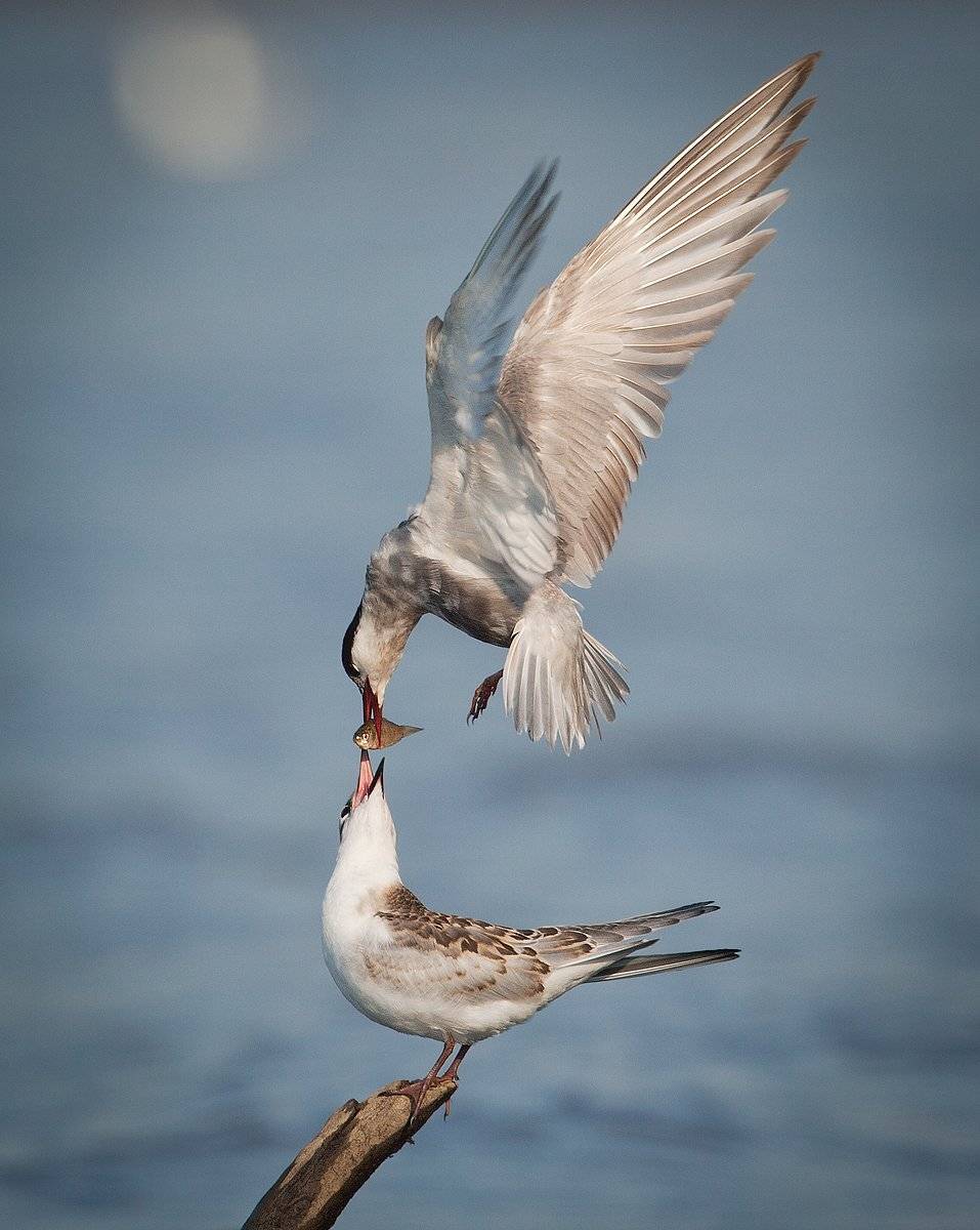 , Андрей Канышев