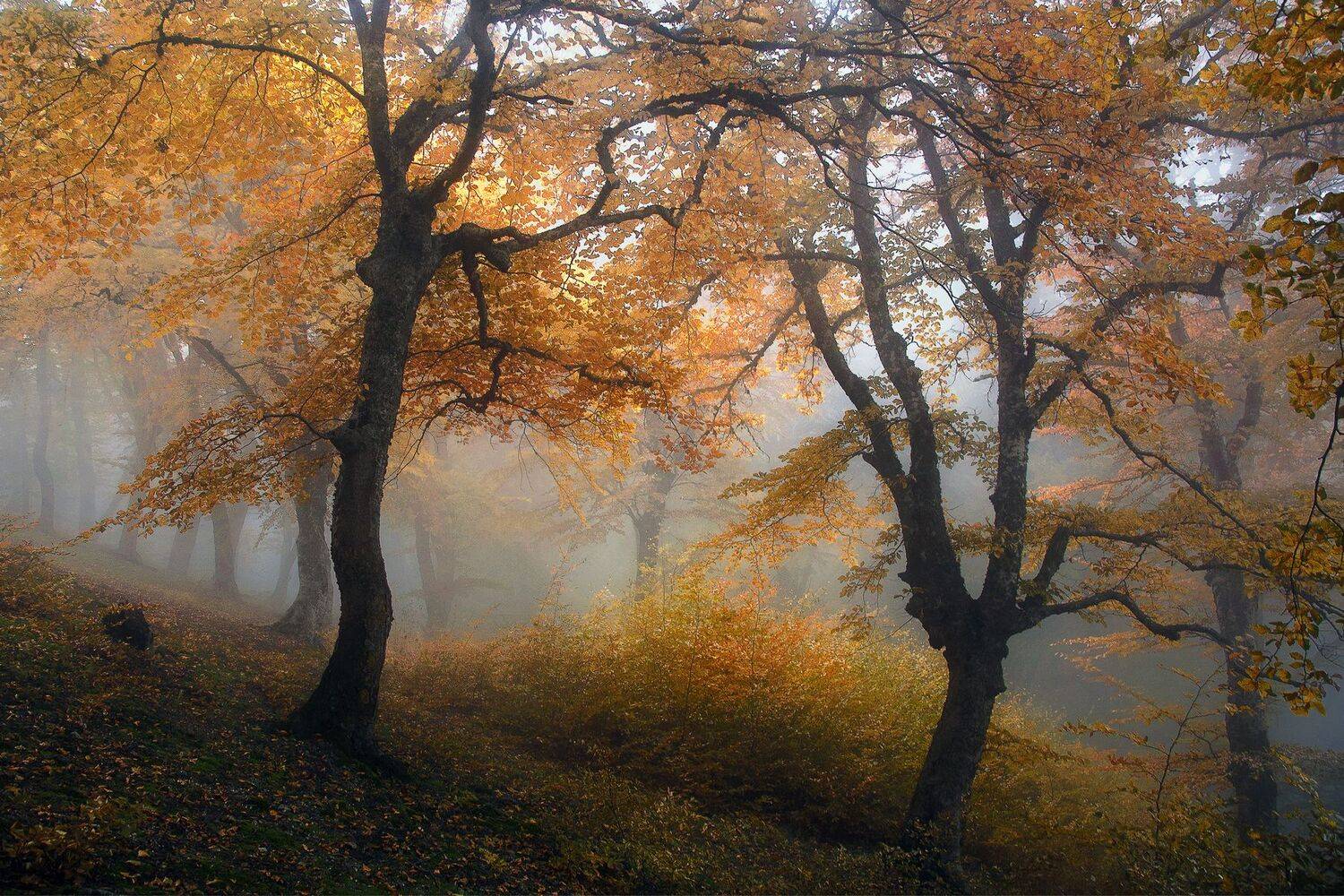 , Милокост Алексей