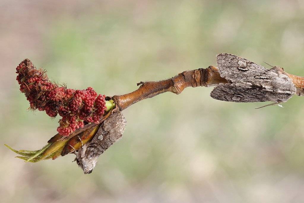 , Сергей Таланов
