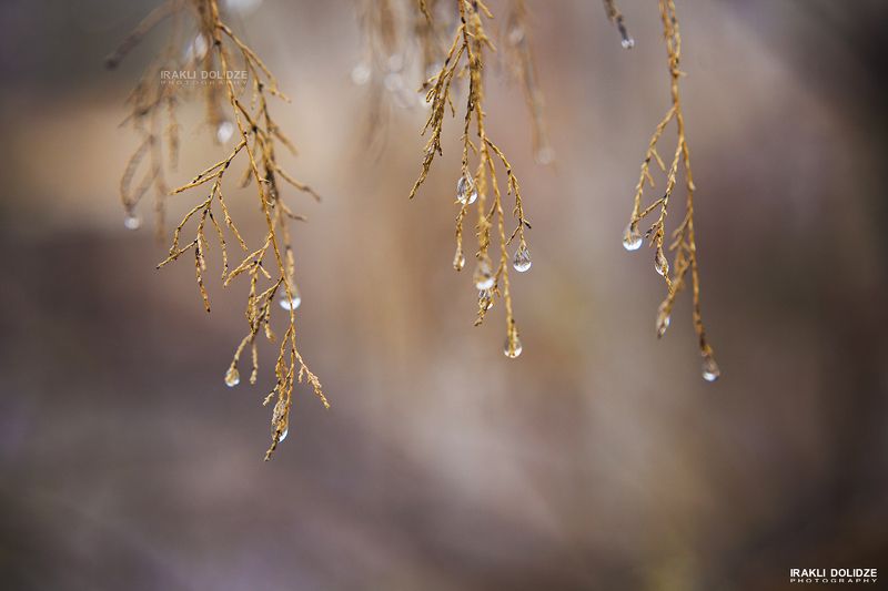 50mm f1.8, Canon, Canon 5D mark II, Colored, IRAKLI DOLIDZE, Macro, Outdoor, Rain, Raindrops, Rainny Day Raindrops фото превью