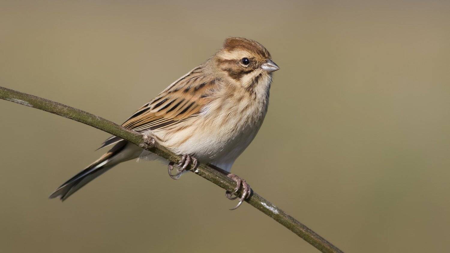 , Ляпустин Юра