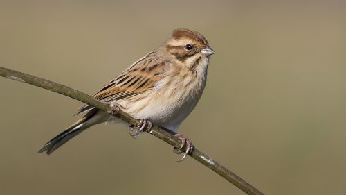 Reed bunting.