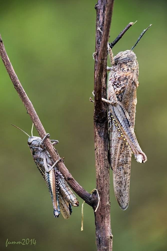 , Игорь ФУММ