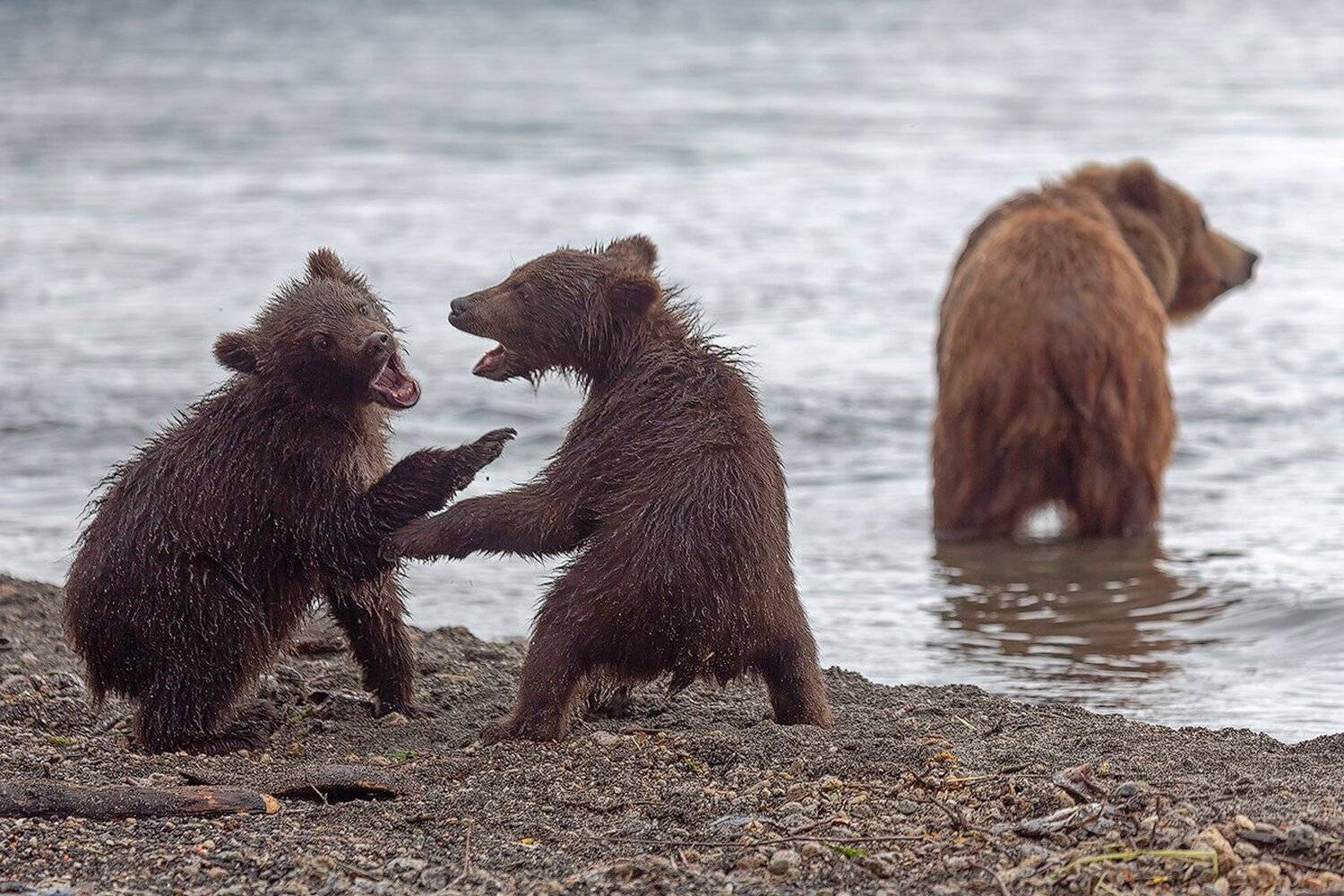 камчатка, озеро, медведь, россия, Денис Будьков