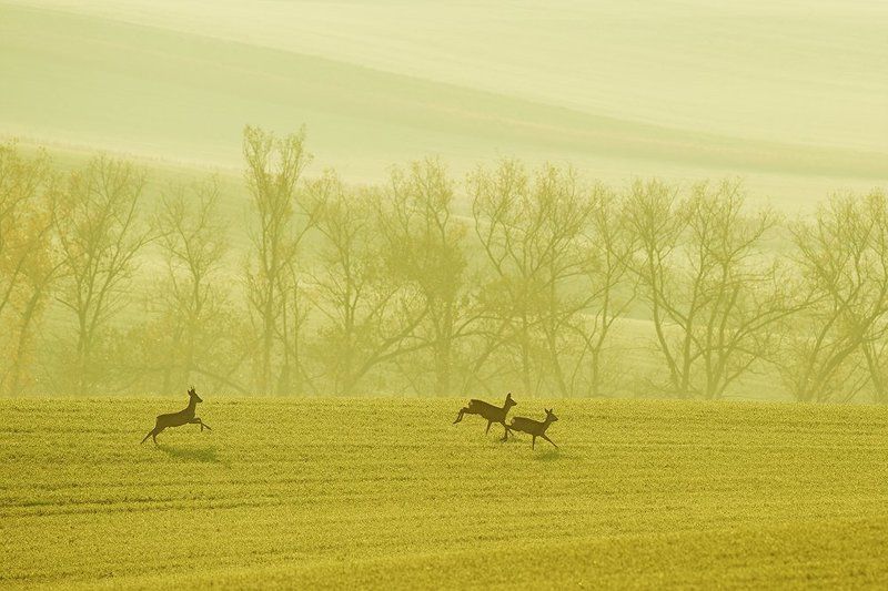 Fall morning фото превью