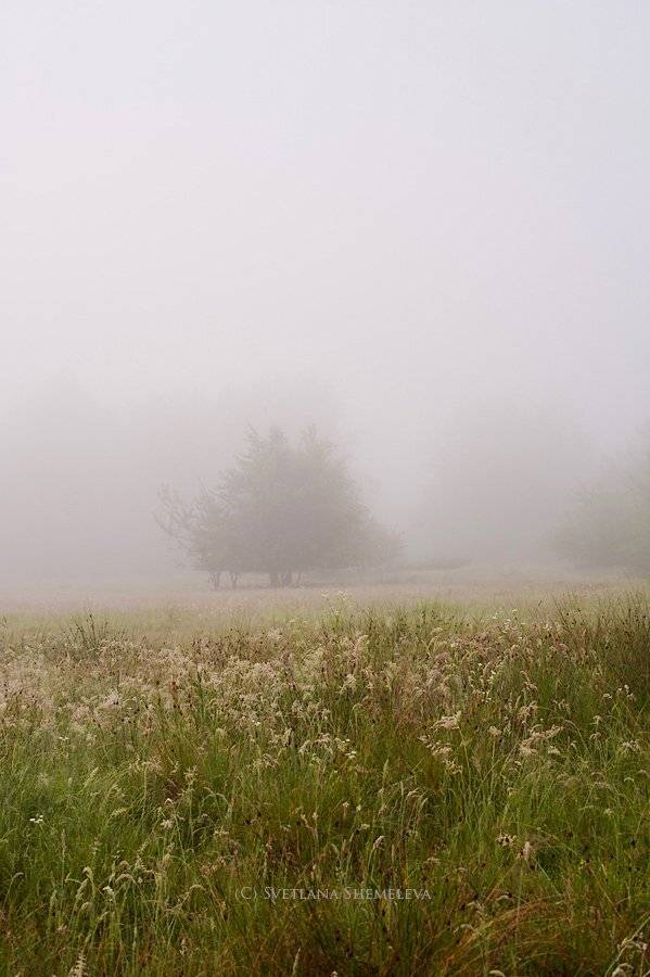 , Светлана Щемелева