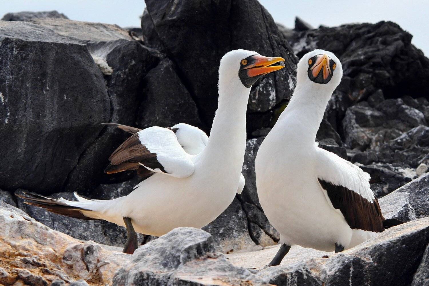 , Александр Перов