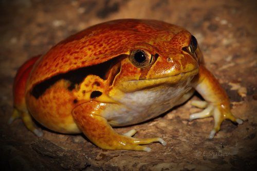 Sambava Tomato Frog,Узкорот винный - Dyscophus guineti