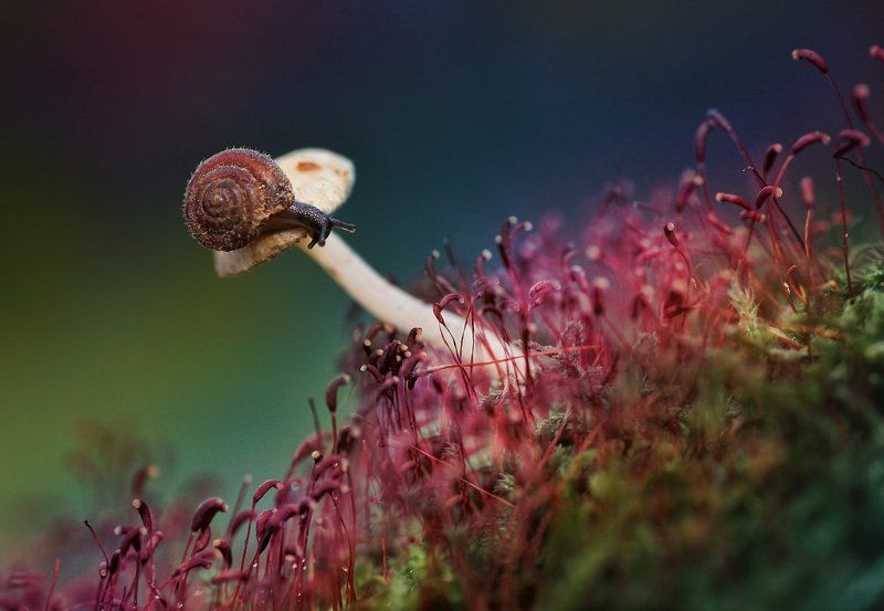 Про грибочки 2 фото превью