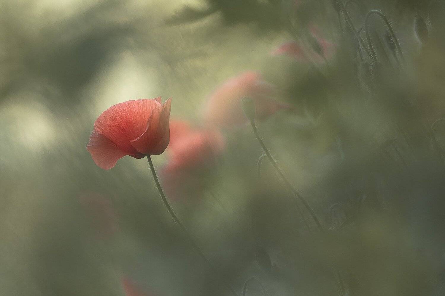 , Gabriel Prescornita