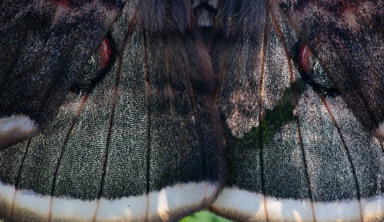 , Алексей Волков