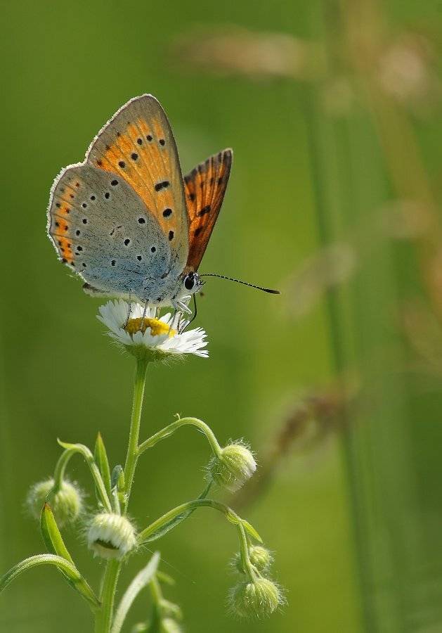 , Чепленко Алексей