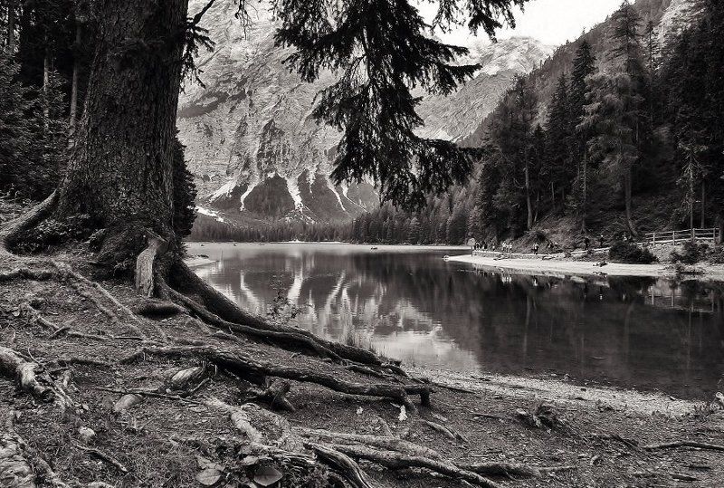 Albero, Lago, Montagna, Paesaggio Braies фото превью