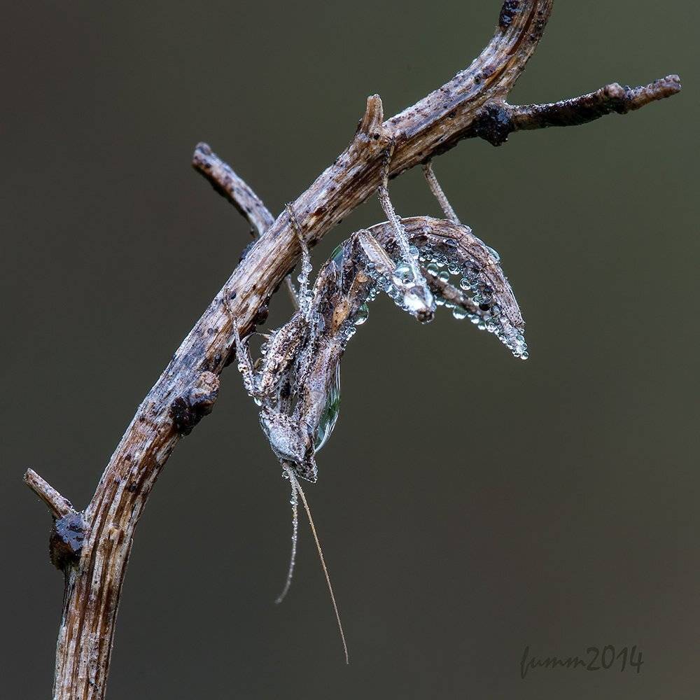 , Игорь ФУММ