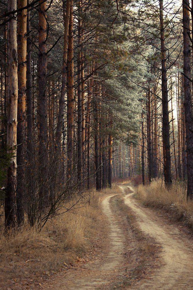 Дорога, Ель, Лес, Осень, Хвойный, Александр Аседач