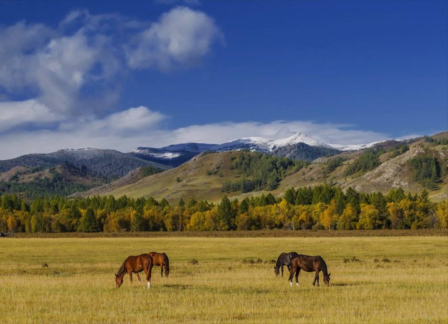Алтай, Горный алтай, Горы, Животные, Лошади, Осень, Пейзаж, Природа, Путешествие, Сибирь, Степь, Туризм, Альберт Беляев