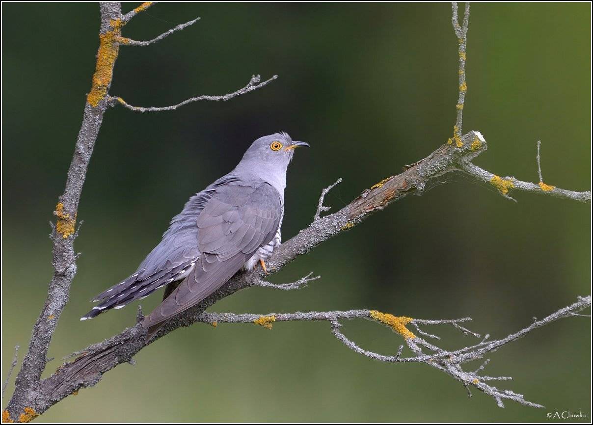 птица,кукушка,лето, Александр Чувилин