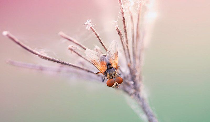 Sugar fly фото превью