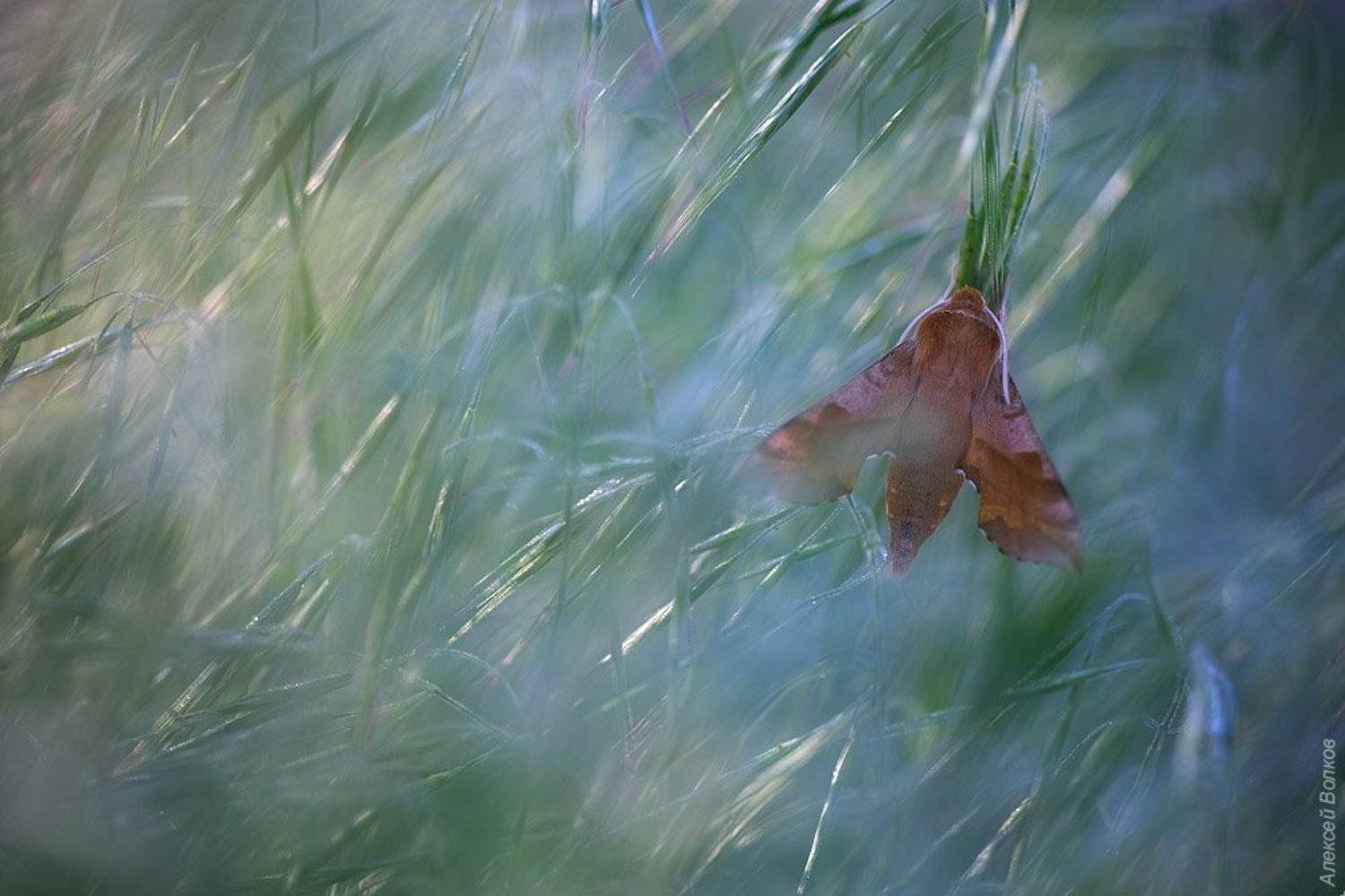 Бабочка, Бражник, Дикая природа россии, Алексей Волков