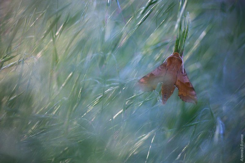 Бабочка, Бражник, Дикая природа россии В ожидании солнца фото превью