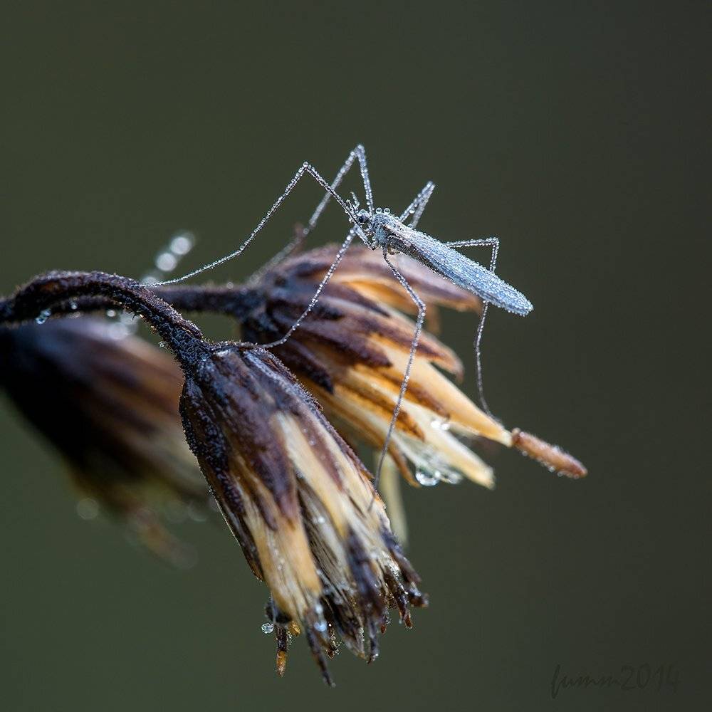 , Игорь ФУММ