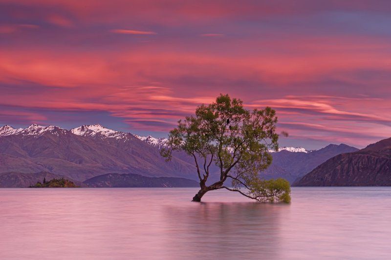 Lonely Tree in lake Wanaka фото превью