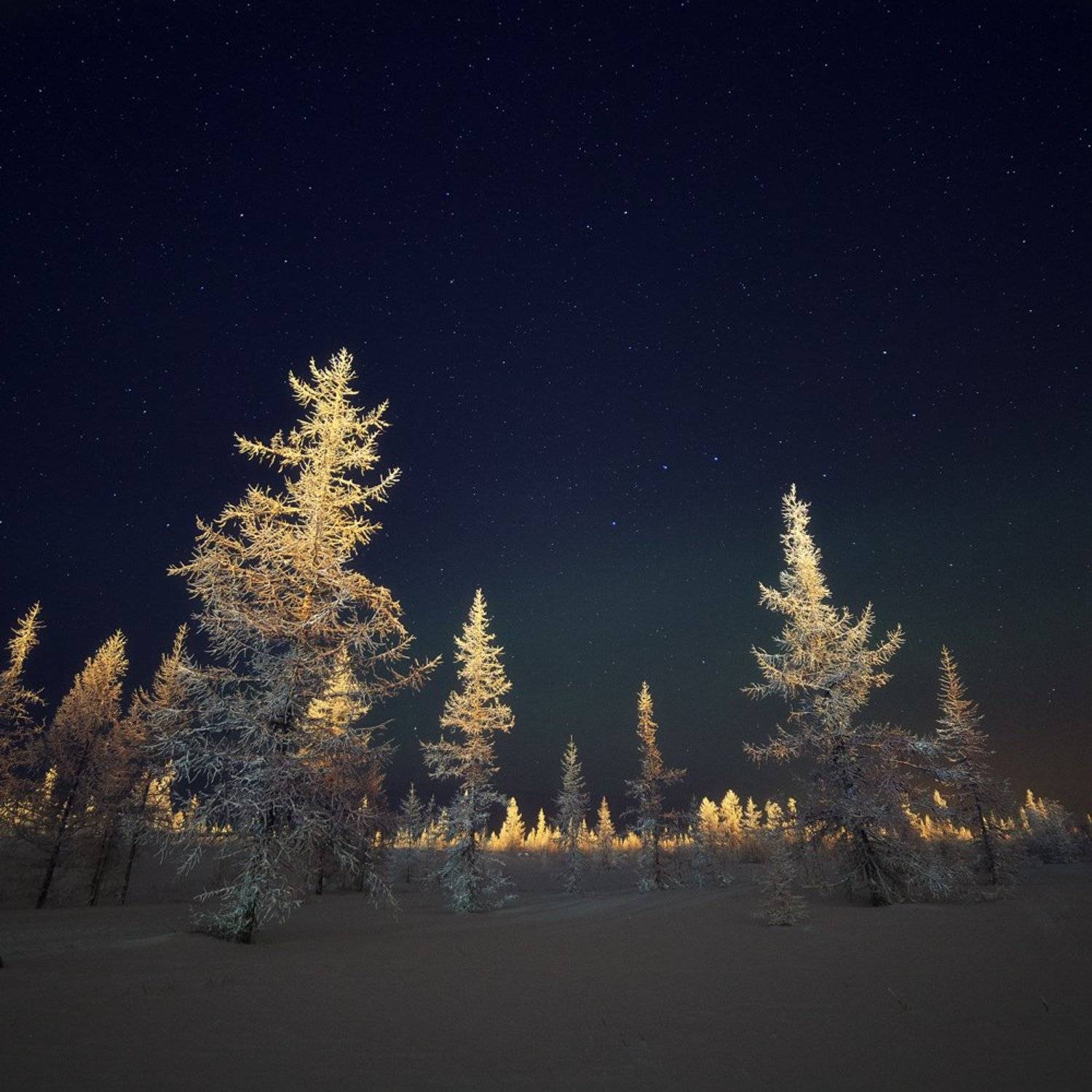 зима, лес, лесотундра, новыйуренгой, ночь, тундра, уренгой, ямал, янао, Камиль Нуреев
