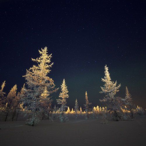 Сторожилы тундры