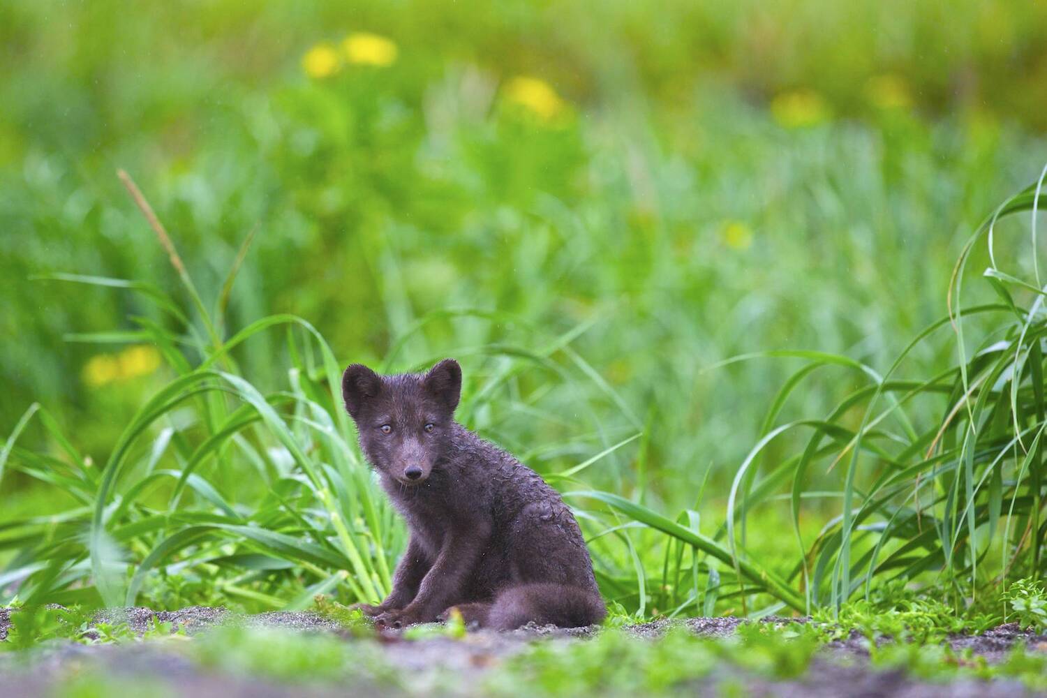 россия,камчатский край, командоры,песец,остров беринга,природа,животные,, Мазурин Евгений