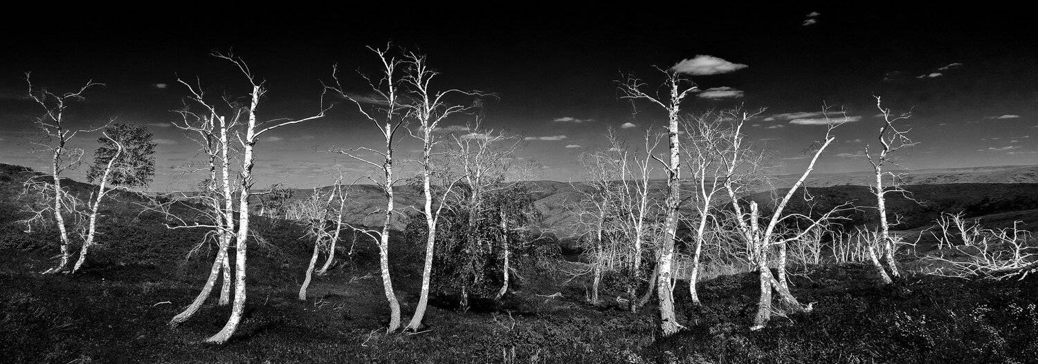 Губерля, Лес, Панорама, Чб, Черно-белое, Качурин Алексей