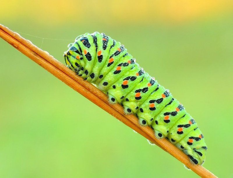 Papilio machaon - solar childhood ... фото превью