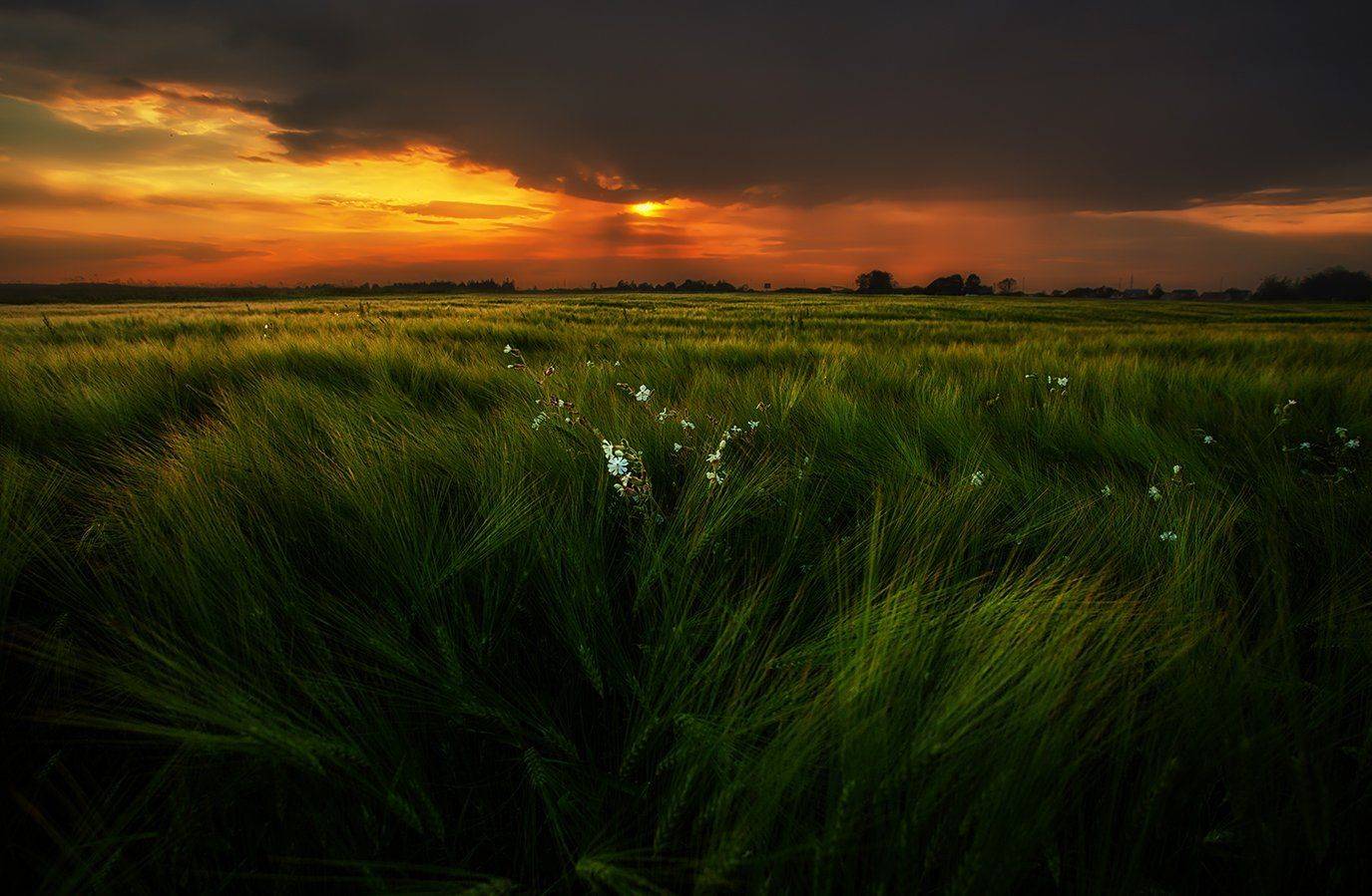 Field, Storm, Summer, Sunset, Гроза, Закат, Лето, Эстония, Kljuchenkow Aleksandr