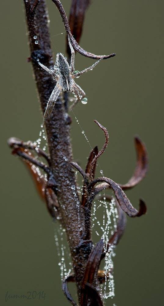 , Игорь ФУММ