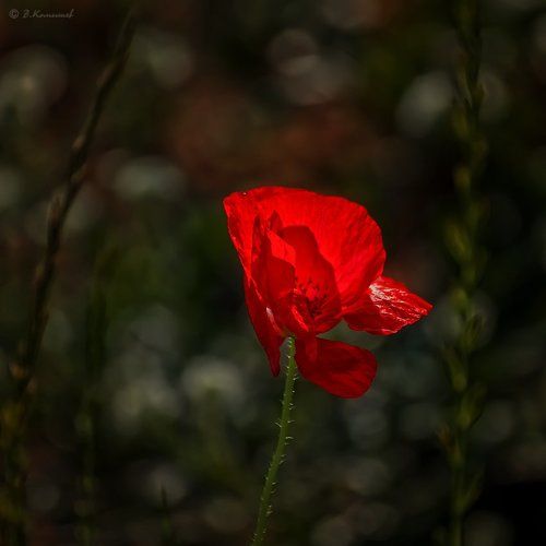 Повторилась в мире неизбежность...