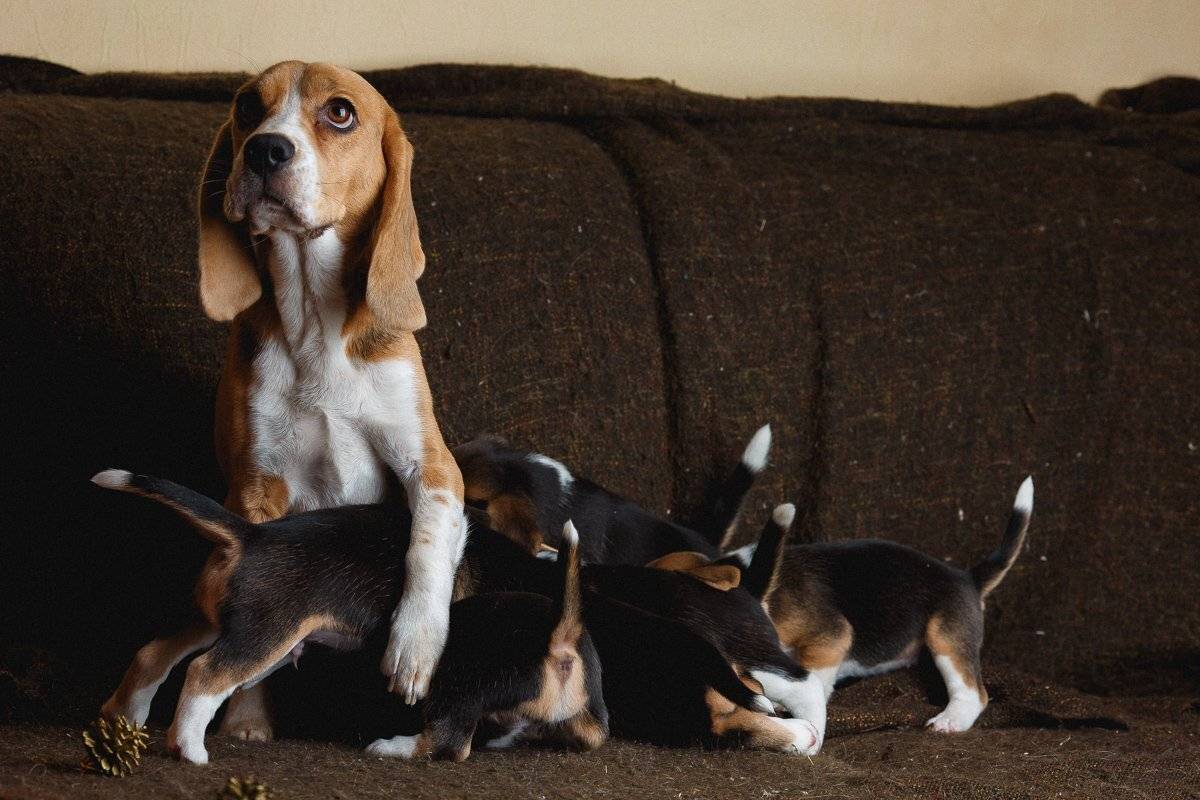 , Семён Конев