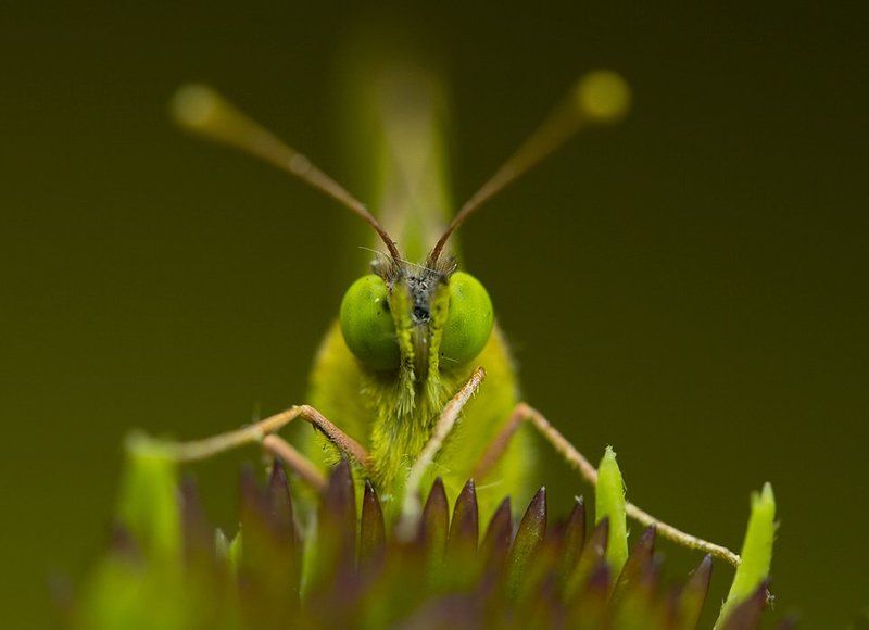 Кто не спрятался, я не виноват! фото превью